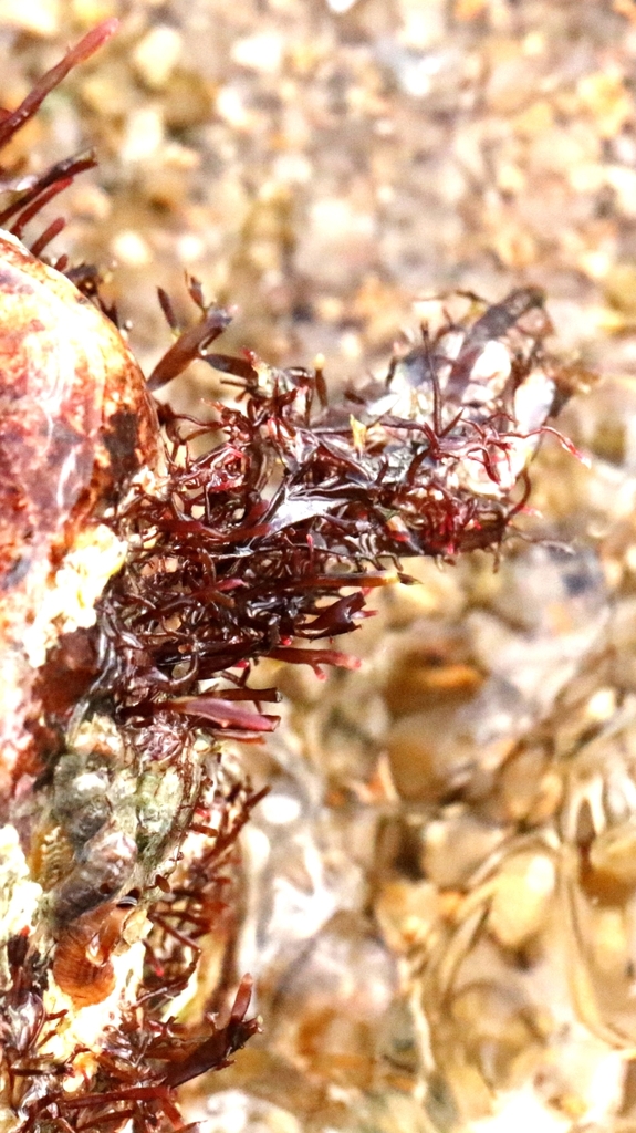 Pterocladiella tenuis