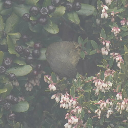 Peg-billed Finch (Acanthidops bairdi), photo 10