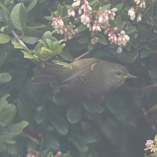 Peg-billed Finch (Acanthidops bairdi), photo 9