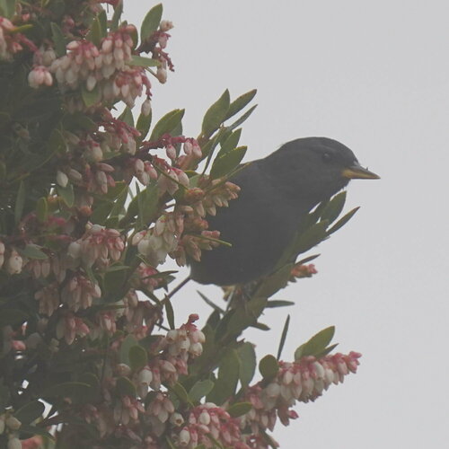 Peg-billed Finch (Acanthidops bairdi), photo 8