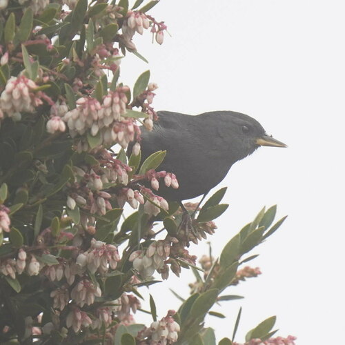 Peg-billed Finch (Acanthidops bairdi), photo 3