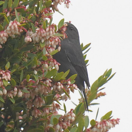 Peg-billed Finch (Acanthidops bairdi), photo 4