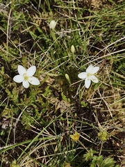 Centaurium scilloides