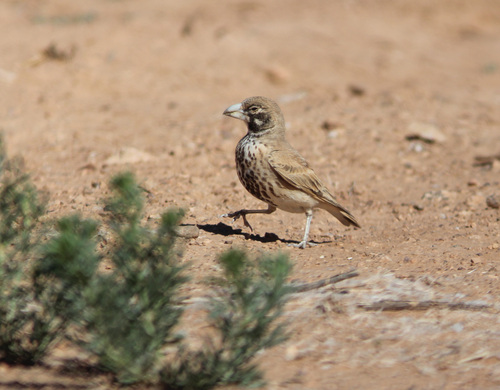 Thick-billed Lark (Ramphocoris clotbey), photo 4
