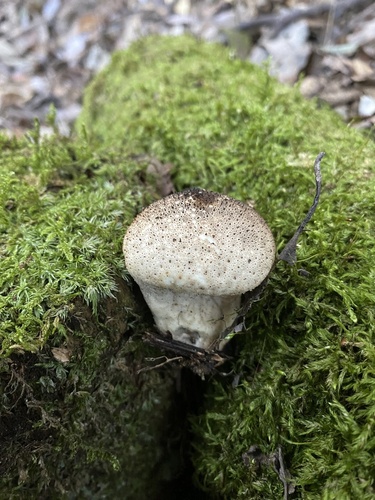 Lycoperdon