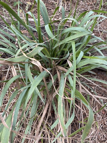 Image of Longleaf Woodoats (Chasmanthium sessiliflorum) by no rights reserved
