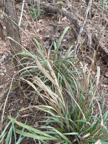 Image of Longleaf Woodoats (Chasmanthium sessiliflorum) by no rights reserved