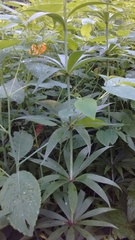 Lilium michiganense