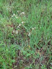 Micranthes californica