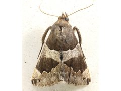 Dysgonia senex