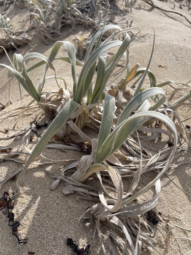 Spinifex hirsutus, photograph 5