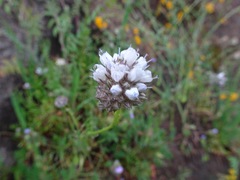 Gilia capitata