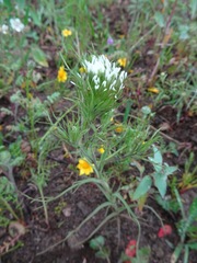 Castilleja attenuata