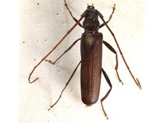 Xystrocera virescens