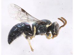 Hylaeus albonitens