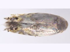 Opostegidae