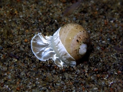 Naticarius alapapilionis