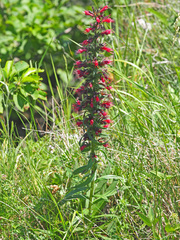 Pontechium maculatum