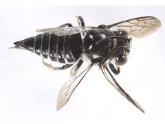 Coelioxys albolineatus