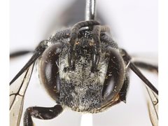 Coelioxys albolineatus