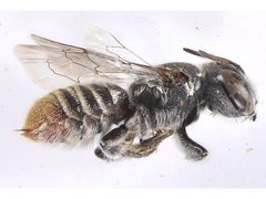 Megachile tosticauda