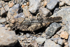 Trimerotropis occidentalis