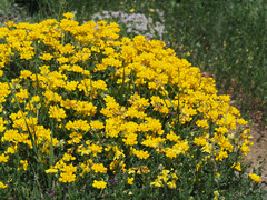 Securigera orientalis