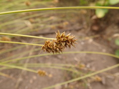 Carex hoodii