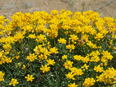 Securigera orientalis