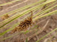 Carex hoodii