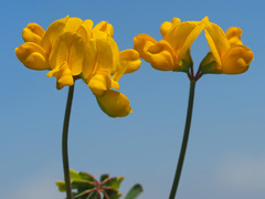 Securigera orientalis