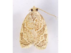 Adoxophyes templana