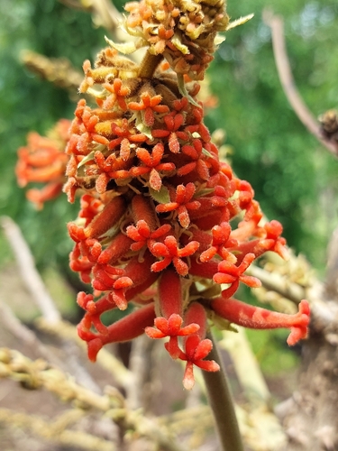 Redhot Poker Tree