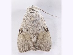 Barasa cymatistis