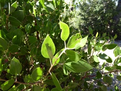 Arctostaphylos patula