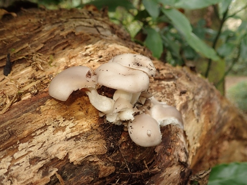 Pleurotus ostreatus