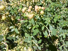 Ceanothus leucodermis