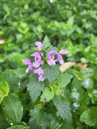 Lamium maculatum
