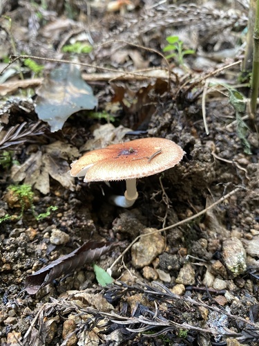 Leucoagaricus rubrotinctus