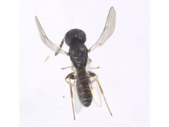 Platygastridae