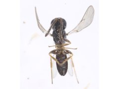 Platygastridae