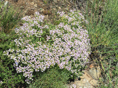 Thymus collinus