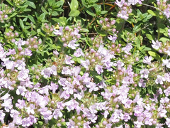Thymus collinus