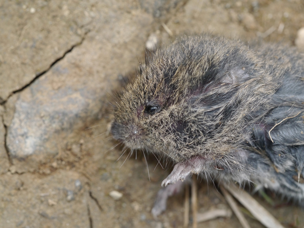 Hamsters, Voles, Lemmings, and Allies from Anchorage, AK 99516, USA on ...