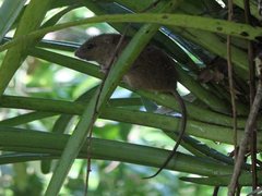 Melomys burtoni