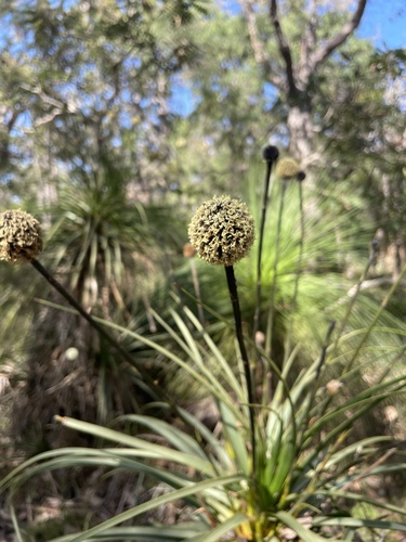 Image of Dasypogon hookeri by (c) Hilary Rose Dawson, some rights reserved (CC BY)