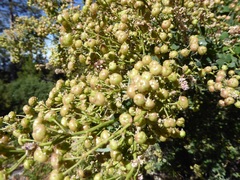 Ceanothus leucodermis