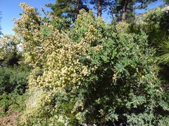 Ceanothus leucodermis