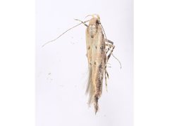 Pyroderces