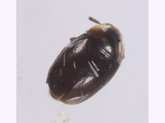 Corylophidae